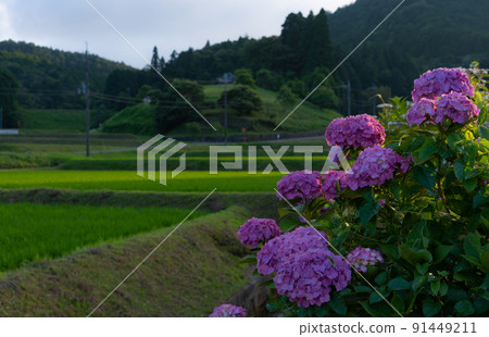 和歌山縣伊東郡葛城町繡球花天野 91449211