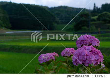 和歌山縣伊東郡葛城町繡球花天野 和歌山縣伊東郡葛城町繡球花天野 91449212