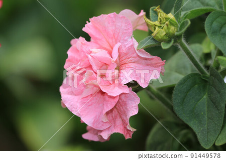 重花矮牛花(牽牛花、安芝牡丹、千子浪速、矮牽牛花、矮牽牛花、矮花、藍冬青) 重花矮牛花(牽牛花、安芝牡丹、千子浪速、矮牽牛花、矮牽牛花、矮花、藍冬青) 91449578