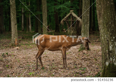 Roe deer on a green background in the forest Roe deer on a green background in the forest 91450236