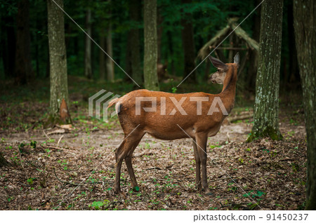 Roe deer on a green background in the forest Roe deer on a green background in the forest 91450237