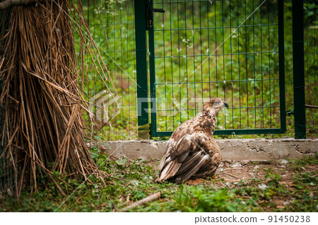 Griffon on a green background in a cage Griffon on a green background in a cage 91450238