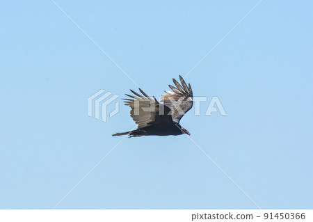 Turkey Vulture, ,planning in flight, Patagonia, Argentina Turkey Vulture, ,planning in flight, Patagonia, Argentina 91450366