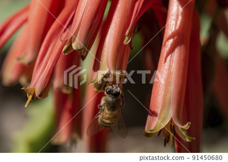 The flowers of aloe are blooming. and worker bees find nectar for food and help the aloe vera pollinate. 91450680