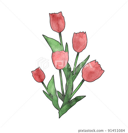 鬱金香水彩觸白邊的簡單圖解 鬱金香水彩觸白邊的簡單圖解 91451084