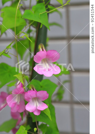 Pretty Tsutabaki Rikazura or Asarina Pretty Tsutabaki Rikazura or Asarina 91451544