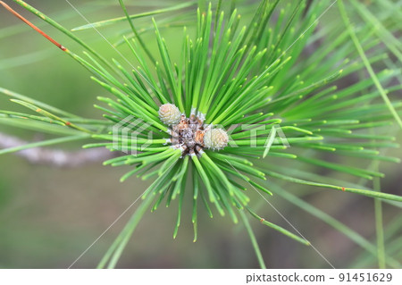 黑鬆發芽 黑鬆發芽 91451629