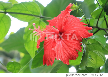 Hibiscus Shoeblackplant 91451649
