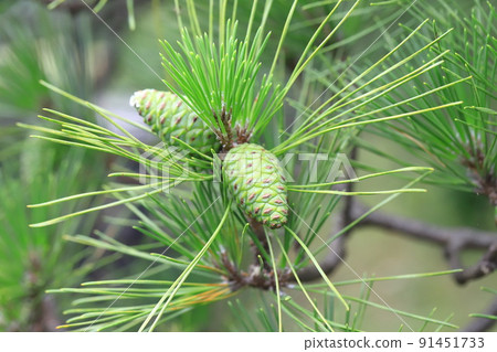 Fruit of black pine Fruit of black pine 91451733