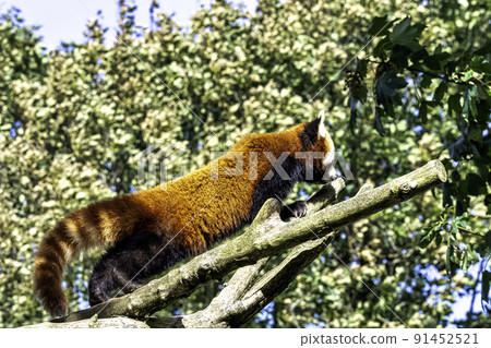 Red panda (Ailurus fulgens)  91452521