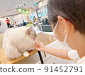 她在貓咖啡館和貓玩耍 91452791