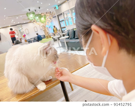 她在貓咖啡館和貓玩耍 她在貓咖啡館和貓玩耍 91452791