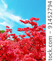 甜杜鵑 91452794