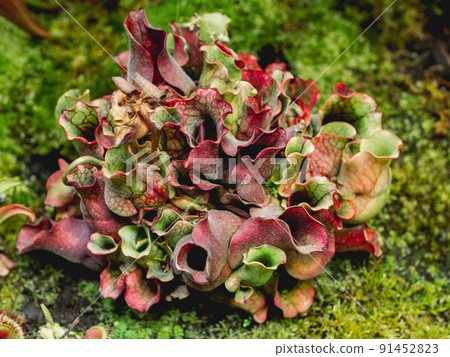 Sarracenia rosea, colorful carnivorous plant sometimes known as Burk's southern pitcher plant. 91452823