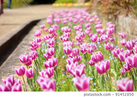 Tulip flower 91452850