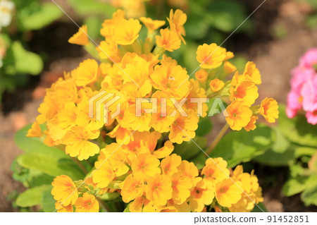 報春花的花 91452851