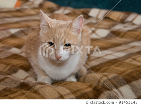 A red and white cat is lying on a striped blanket. High quality photo A red and white cat is lying on a striped blanket. High quality photo 91453145