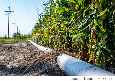 low level selective focus image of furrow irrigation in a corn field low level selective focus image of furrow irrigation in a corn field 91453298