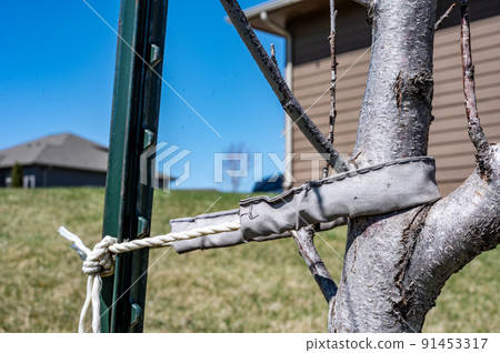 Using a tree anchor and rope to stake a tree in order to correct a lean Using a tree anchor and rope to stake a tree in order to correct a lean 91453317
