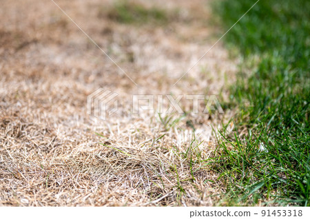 Visible distinction between healthy lawn and chemical burned grass. Visible distinction between healthy lawn and chemical burned grass. 91453318
