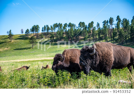 Herd of bison roaming across the open plains for Custer State Park in South Dakota.  91453352
