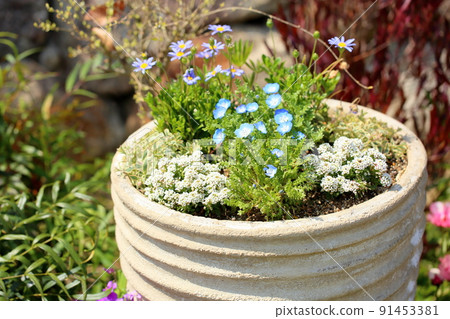 Nemophila flower Nemophila flower 91453381