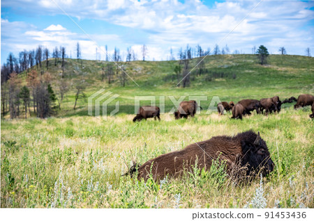 Herd of bison roaming across the open plains for Custer State Park in South Dakota.  91453436