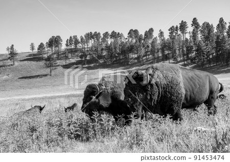 Herd of bison roaming across the open plains for Custer State Park in South Dakota. Herd of bison roaming across the open plains for Custer State Park in South Dakota. 91453474