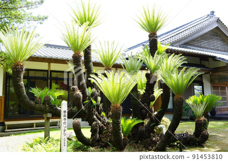 Senjoji Temple Shimazu Family Bodaiji Temple(日本第一座禪寺) Senjoji Temple Shimazu Family Bodaiji Temple(日本第一座禪寺) 91453810