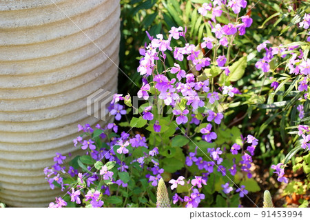 Murasakihanana的花朵 Murasakihanana的花朵 91453994