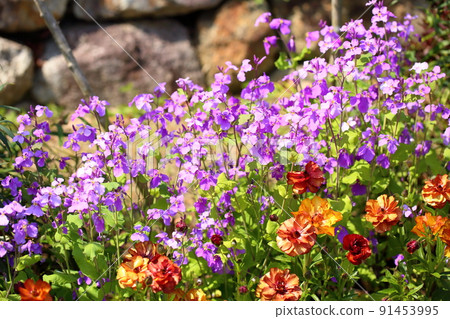 Flowers of Murasakihanana Flowers of Murasakihanana 91453995