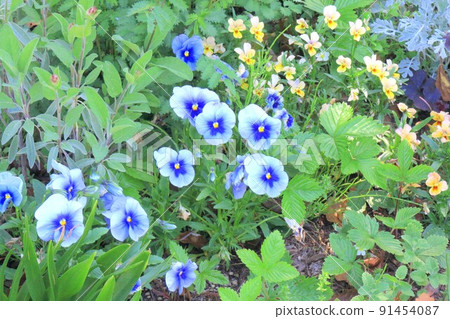 藍色三色堇花 91454087