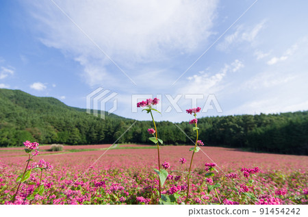Red buckwheat flower (Akasoba no Sato) 91454242