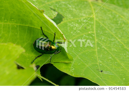Scarab Scarab 91454583