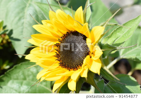 Mini sunflower on a hot day 91454877