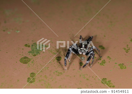 Creature spider Mutsuboshi fly, owner of strong jumping power. Warp somewhere in the blink of an eye! Creature spider Mutsuboshi fly, owner of strong jumping power. Warp somewhere in the blink of an eye! 91454911