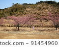 室戶地區公園的櫻花 91454960
