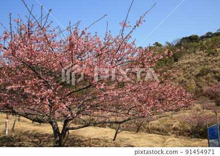 Sakura in Muroto Regional Park Sakura in Muroto Regional Park 91454971