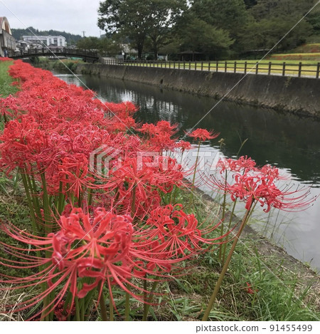 一簇孤挺花，根據春分周有很強的存在 91455499