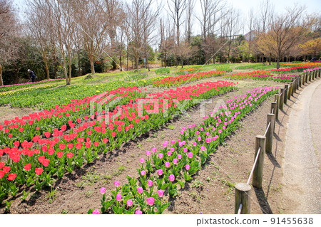 鬱金香花田 91455638
