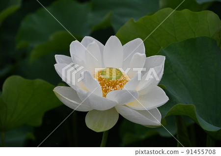 大白蓮花 91455708