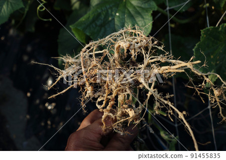 Cucumber roots affected by Nekobu nematode Cucumber roots affected by Nekobu nematode 91455835