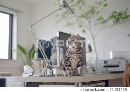 Cat watching over telework Cat watching over telework 91455969