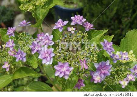 繡球花雨季 繡球花雨季 91456015