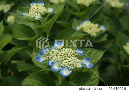 盛開的繡球花 盛開的繡球花 91456016