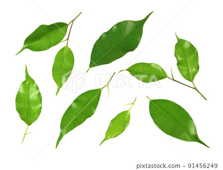 Collection green leaves front isolated on a white background Collection green leaves front isolated on a white background 91456249
