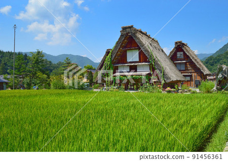Midsummer World Heritage Shirakawa-go, Gifu Prefecture Gassho-zukuri and rural scenery 91456361