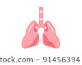 Lung 91456394