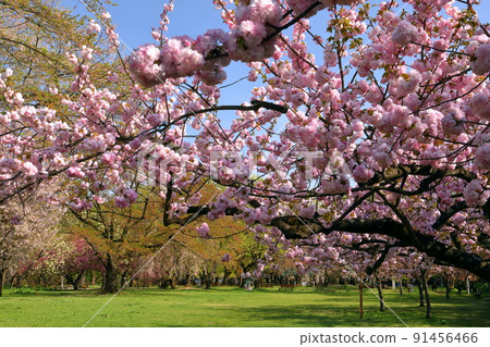 Hirosaki Park, Shimoshiroganecho, Hirosaki City, Aomori Prefecture 91456466