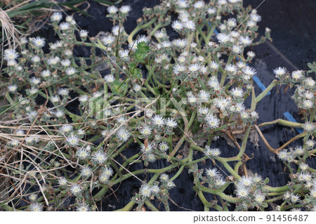White flowers on the ice plant White flowers on the ice plant 91456487